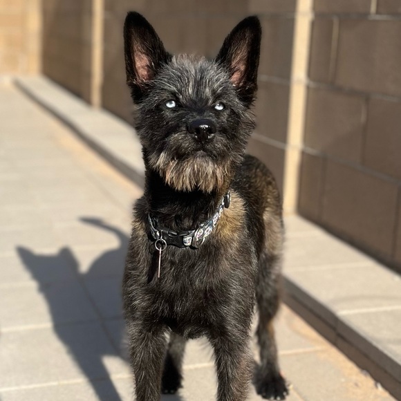 Meet your Posher, Lex - Picture 2 of 6